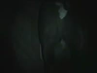 Late night horse sex with a teen